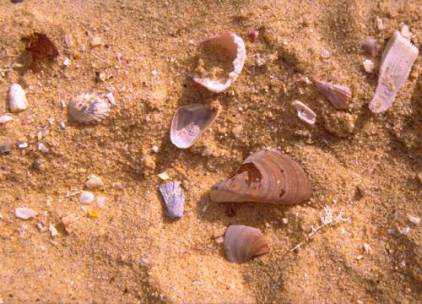 Shells on Gravestones